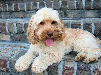 are cockapoo hypoallergenic