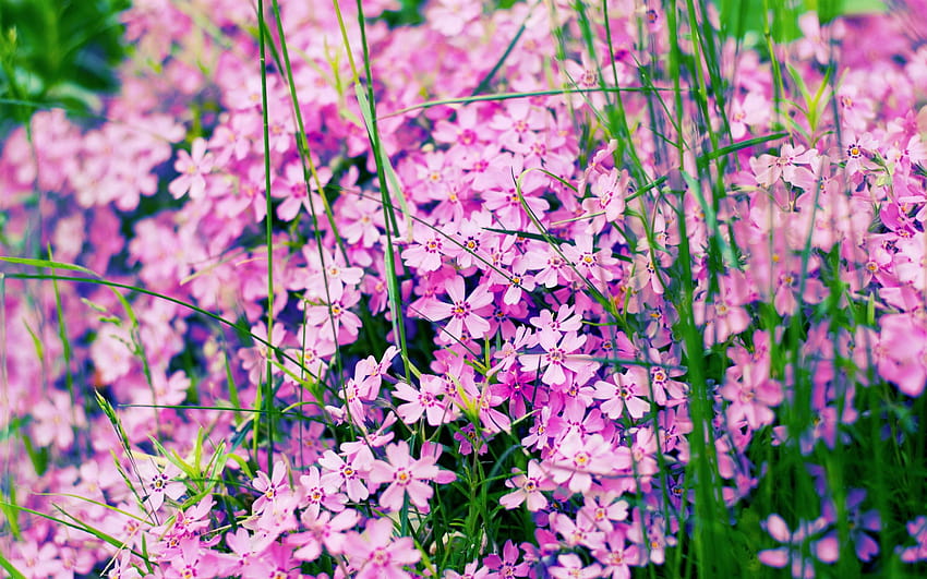 Beautiful flowers MacBook Air, summer flowers macbook air HD wallpaper