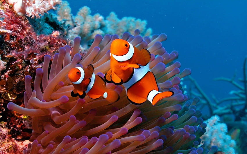 해양 생물, 해양 동물 HD 월페이퍼