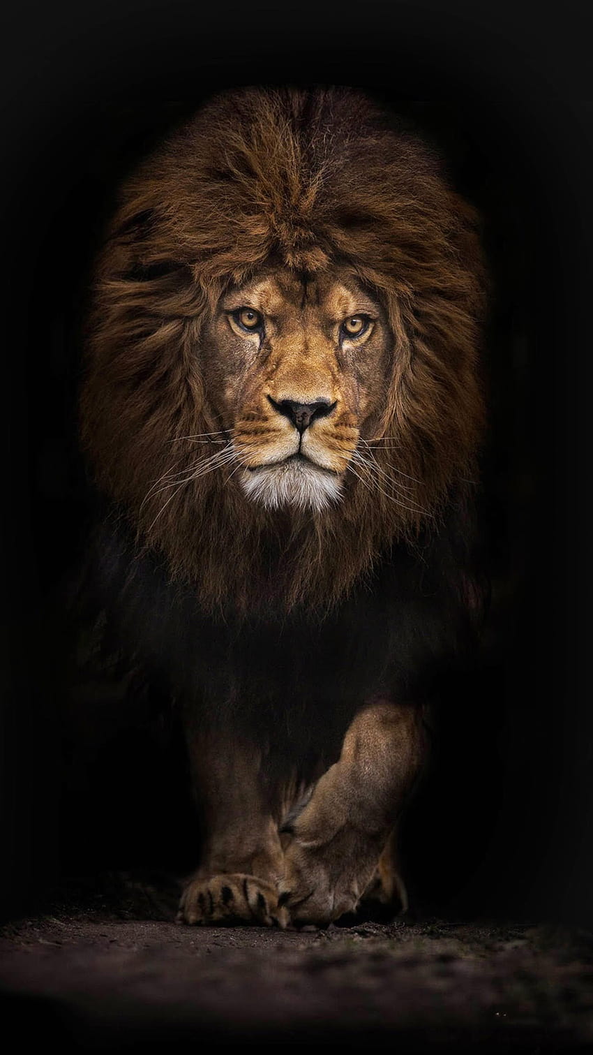 AMOLED Zwierzę, amolowany lew Tapeta na telefon HD