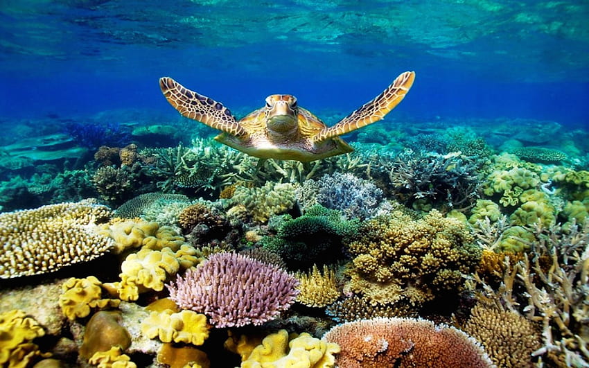 Sea Turtle Swimming Underwater Scene With Coral Beautiful For Mobile Phones And Laptops : 13 HD wallpaper