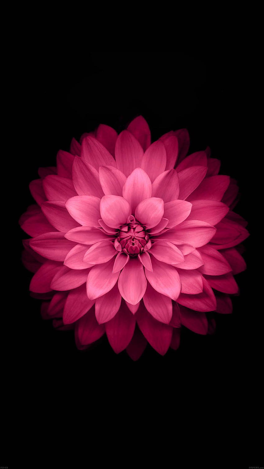 ↑↑¡TOCA Y OBTÉN LA APLICACIÓN! Nature Pink Flower Black Elegante, iphone rosa negro fondo de pantalla del teléfono