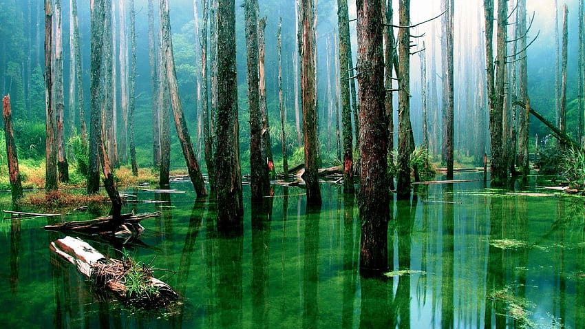 Per > Foresta Amazzonica, foresta pluviale amazzonica Sfondo HD