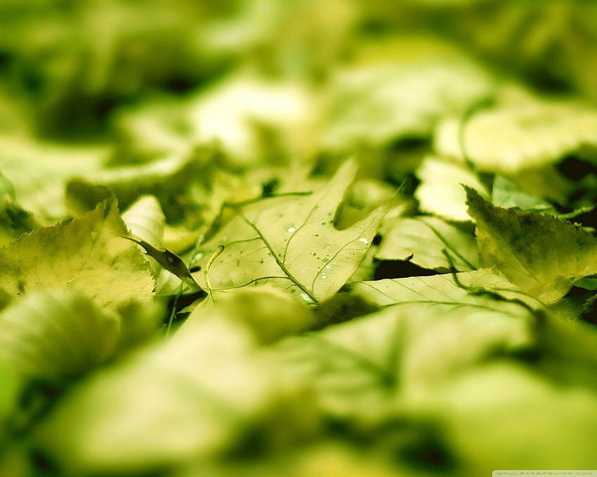 Green Leaves On The Ground ❤ for • Wide, fresh spinach HD wallpaper