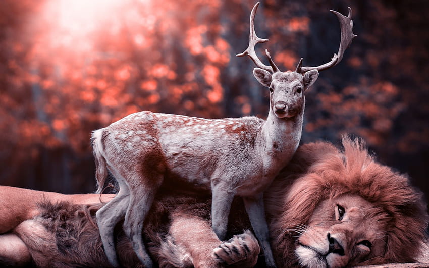Lion Deer, deer pc HD wallpaper