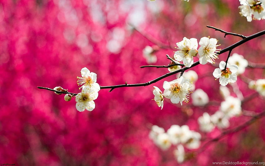 Pink Blossom Spring Tree Beautiful Landscape Backgrounds, beautiful spring tree HD wallpaper