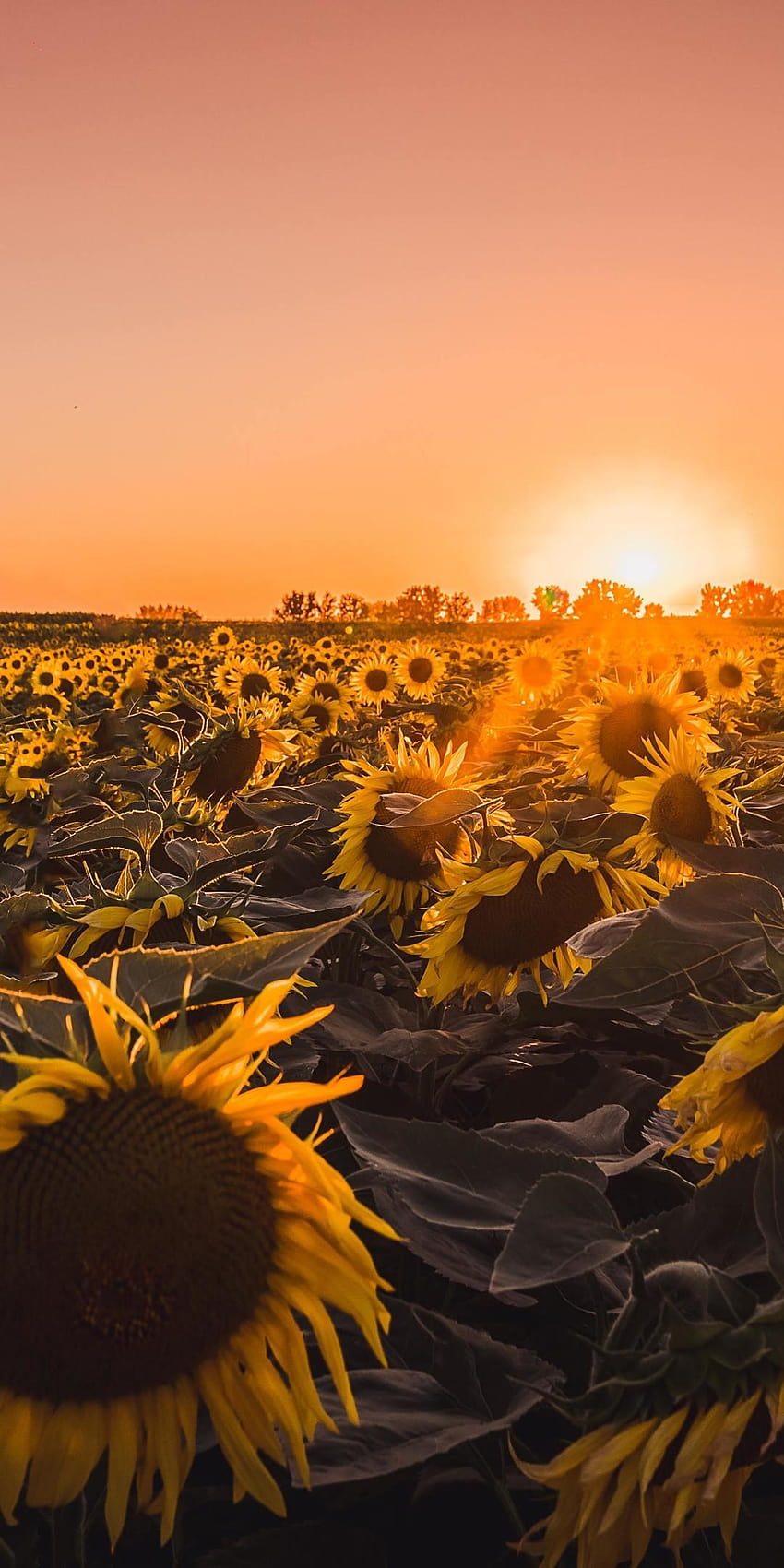 1080x2160 Sunflowers Farm Golden Hour One Plus 5T,Honor 7x,Honor, the golden hour HD phone wallpaper