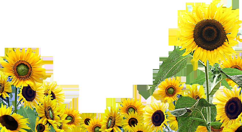 Common Sunflower Clip Art วอลล์เปเปอร์ HD