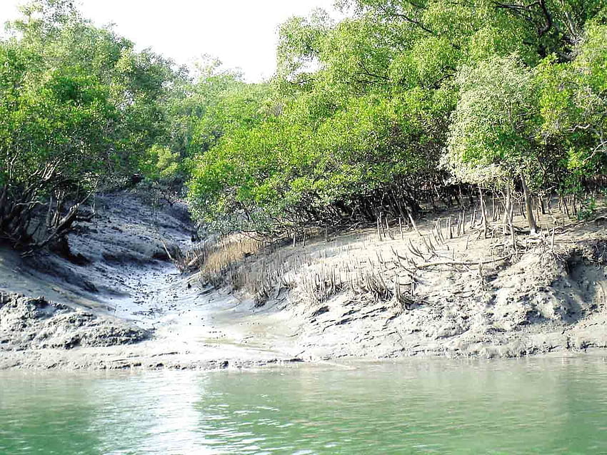 Sundarbans Bangladesh World largest block mangrove forest view HD wallpaper