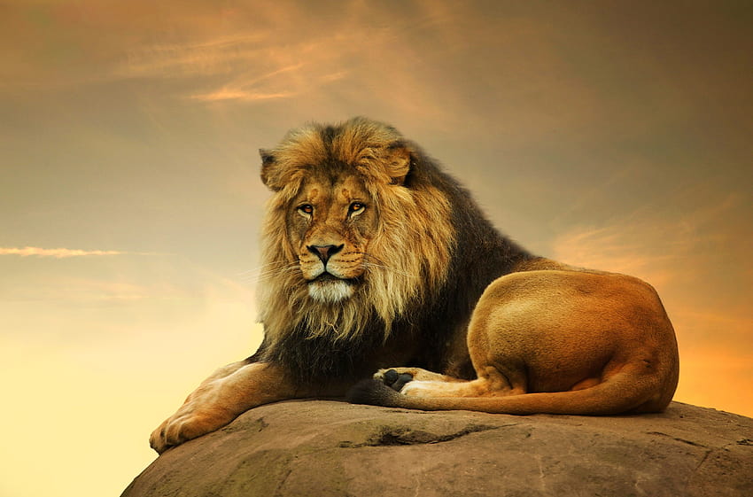 Lion beautiful , Backgrounds, iion HD wallpaper | Pxfuel