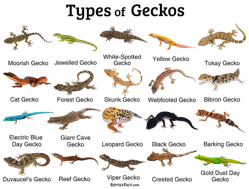 Geckos: Facts and List of Different Types with, schlegels japanese gecko HD wallpaper