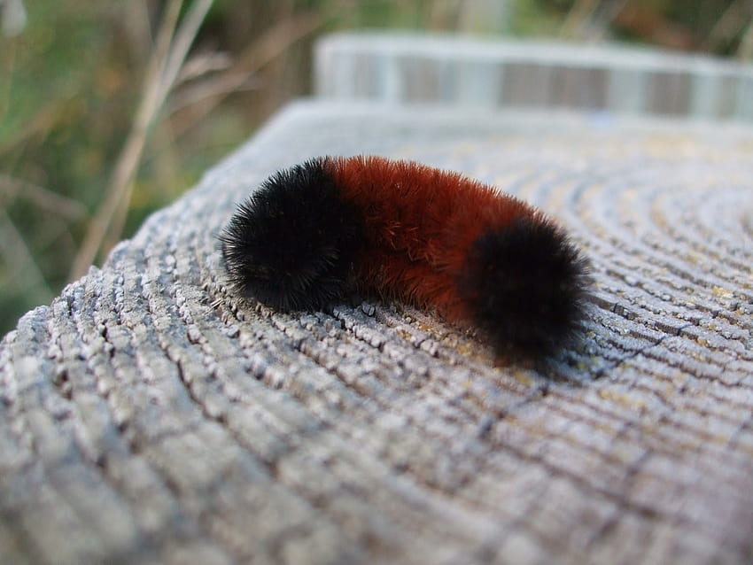 Hearth and Hedge: Animal Lore: Wooly Bear Caterpillars, woolly bear caterpillar HD wallpaper