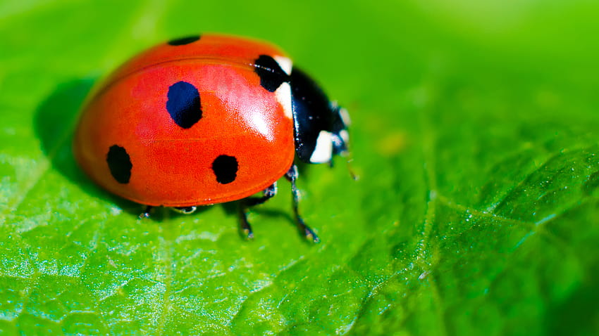 Ladybug, ladybird beetle HD wallpaper