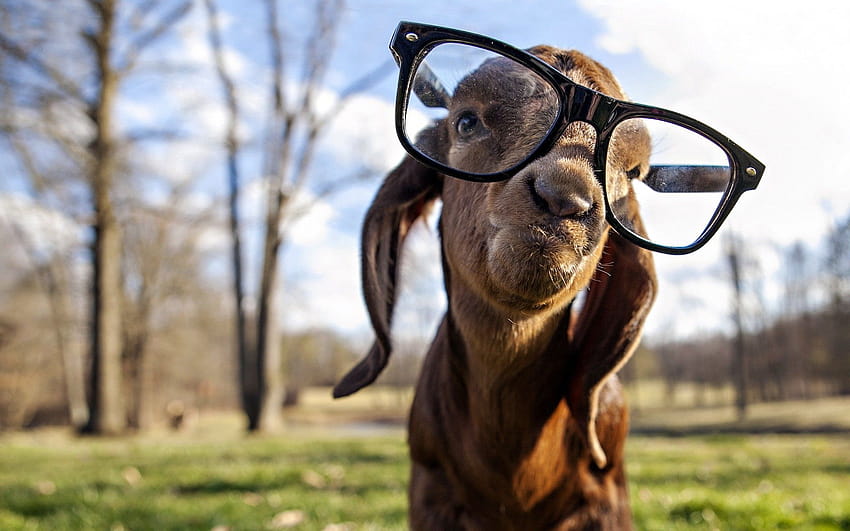 Silly Goat, funny goats HD wallpaper