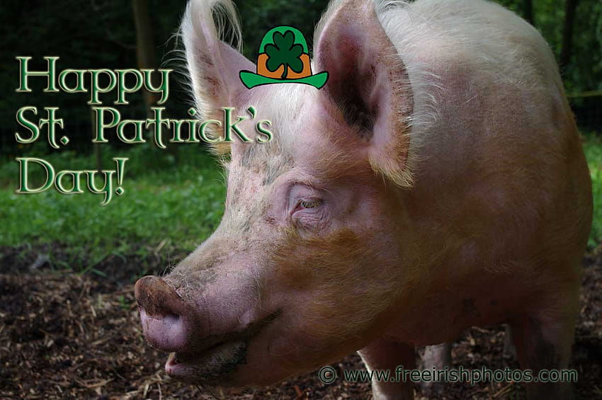 Patrick S Day Funny Ireland, animal st patricks day HD wallpaper