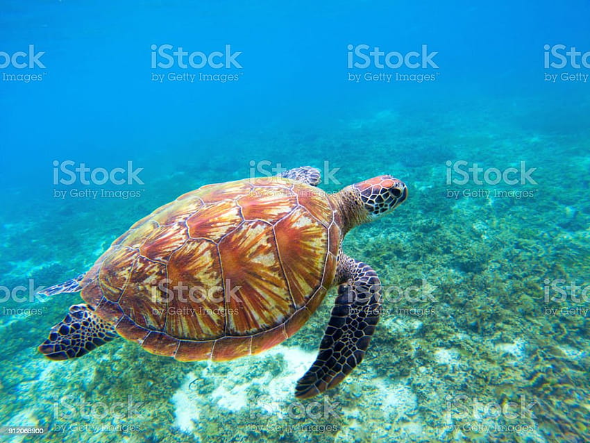 Tortuga marina verde con caparazón marrón nada bajo el agua Naturaleza tropical de la isla exótica Stock fondo de pantalla