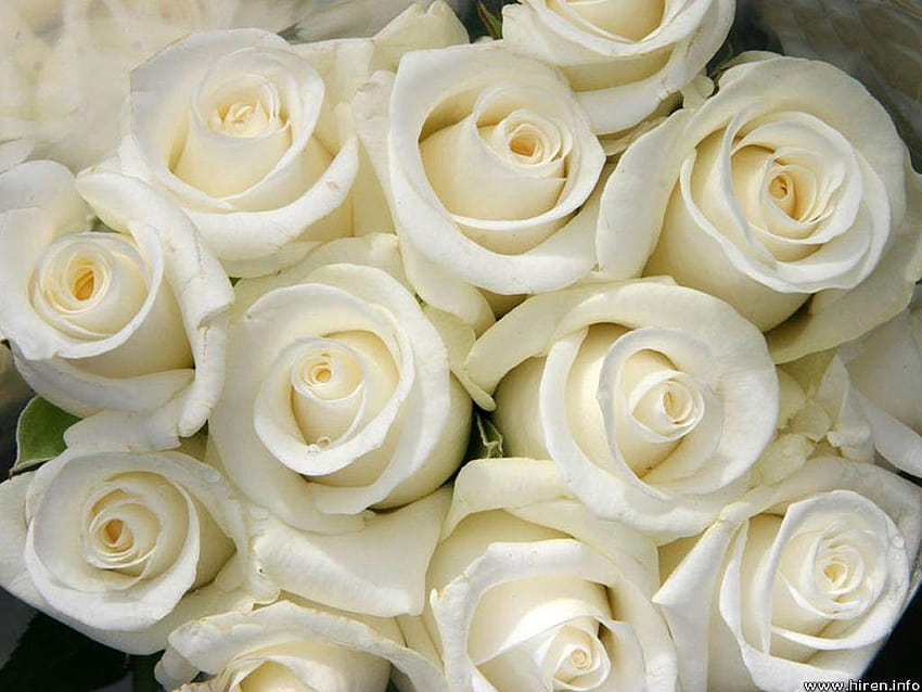 White Rose Flower Bouquet, ivory rose HD wallpaper