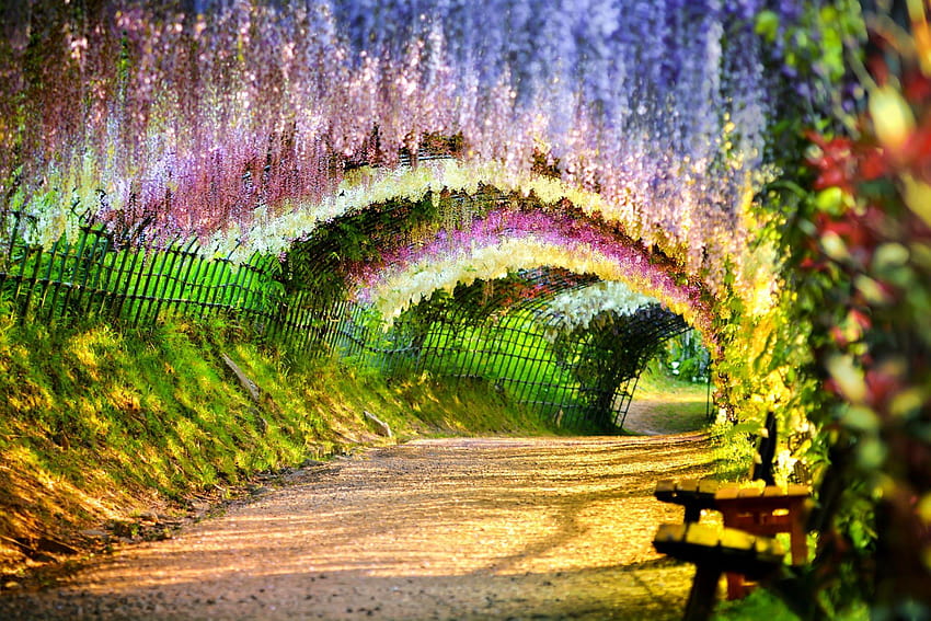 fence, tunnel, bench, springtime, beautiful, path, Japan, wisteria, japan flower tunnel HD wallpaper