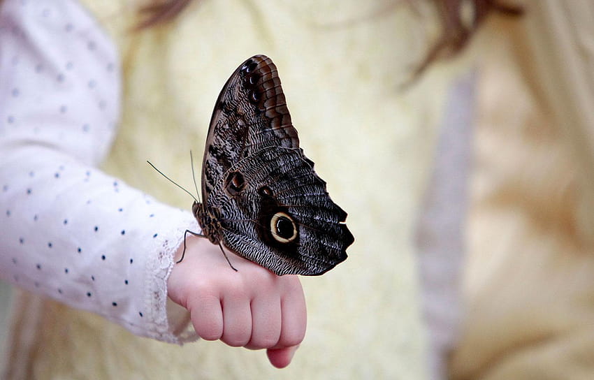 Owl Butterfly High Quality, butterfly in hand HD wallpaper