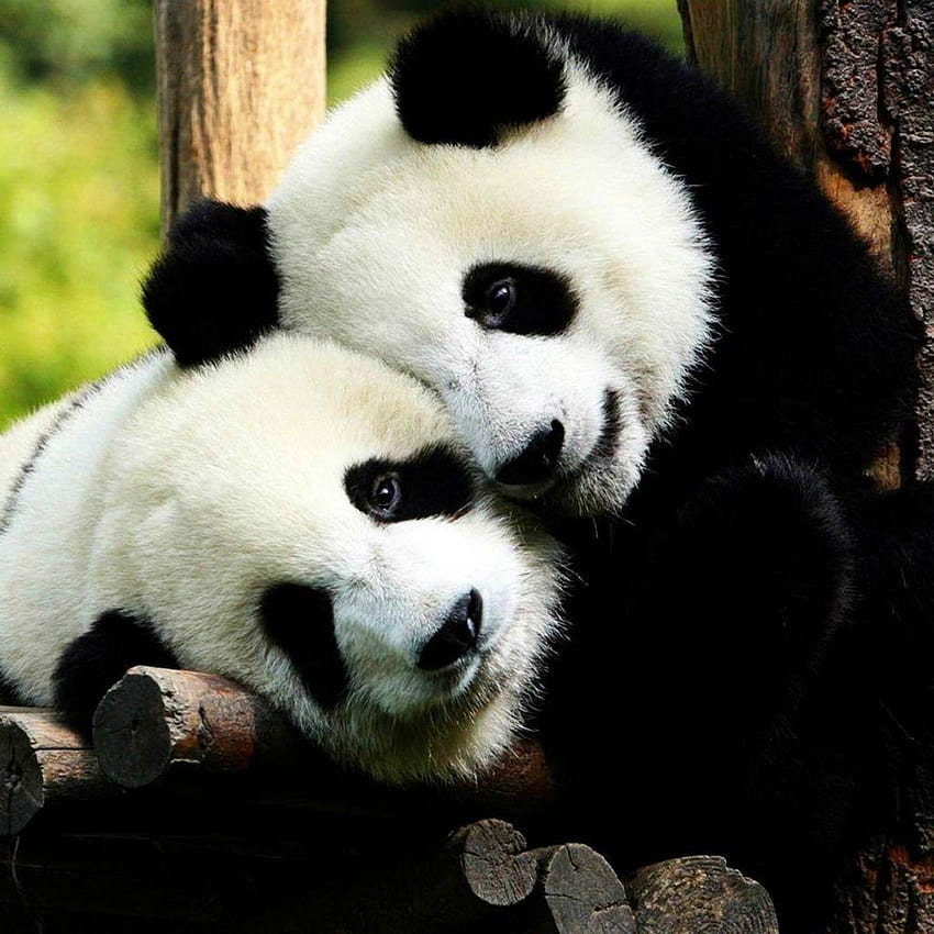 Osos panda enamorados, amor panda fondo de pantalla del teléfono | Pxfuel