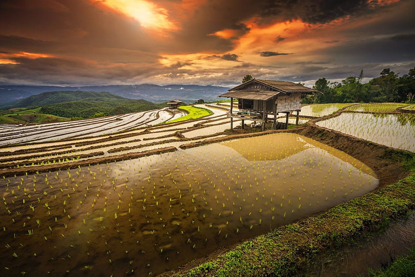 rice Paddy, Terraces, Hut, Sunrise, Water, Clouds, Hill, Field, Shrubs, Thailand, Nature, Landscape / and Mobile Backgrounds, rice field view HD wallpaper