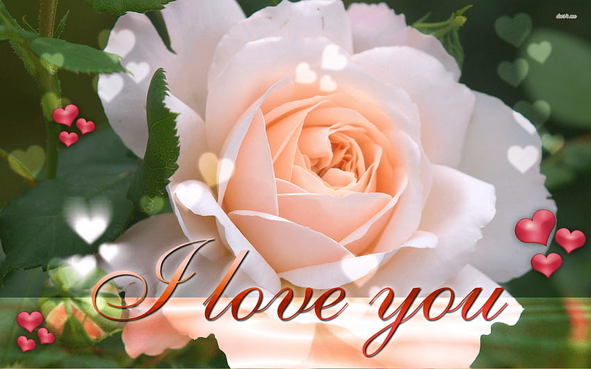 Flower I Love You, rosess with i love u mom HD wallpaper | Pxfuel