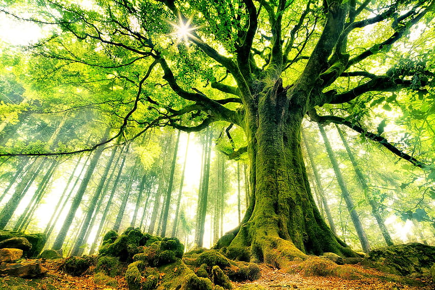 Alberi forestali verdi [1500x1000] per i tuoi alberi forestali Sfondo HD