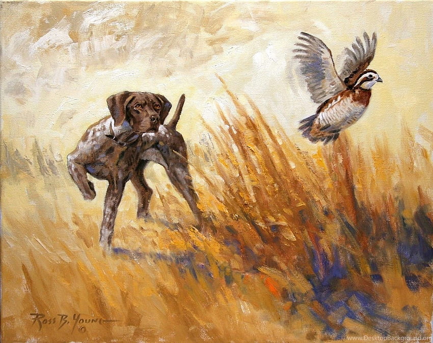 German Shorthaired Pointer Hunting ...backgrounds HD wallpaper