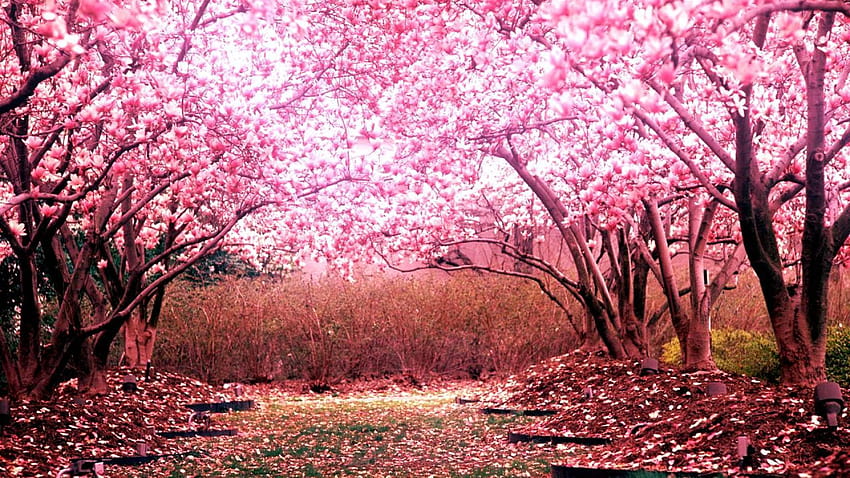 Różowa sakura lub wiśniowe drzewo z błękitnym niebem, rozmycie tła, różowe drzewo sakura Tapeta HD