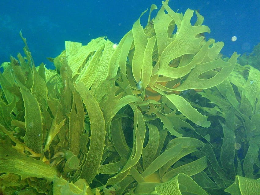 Seaweed for Android HD wallpaper