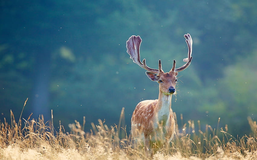 Deer antlers HD wallpaper
