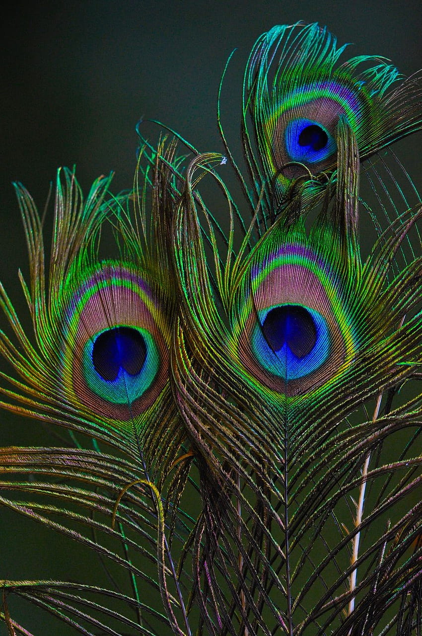 35 Peacock Feather, krishna feather HD phone wallpaper