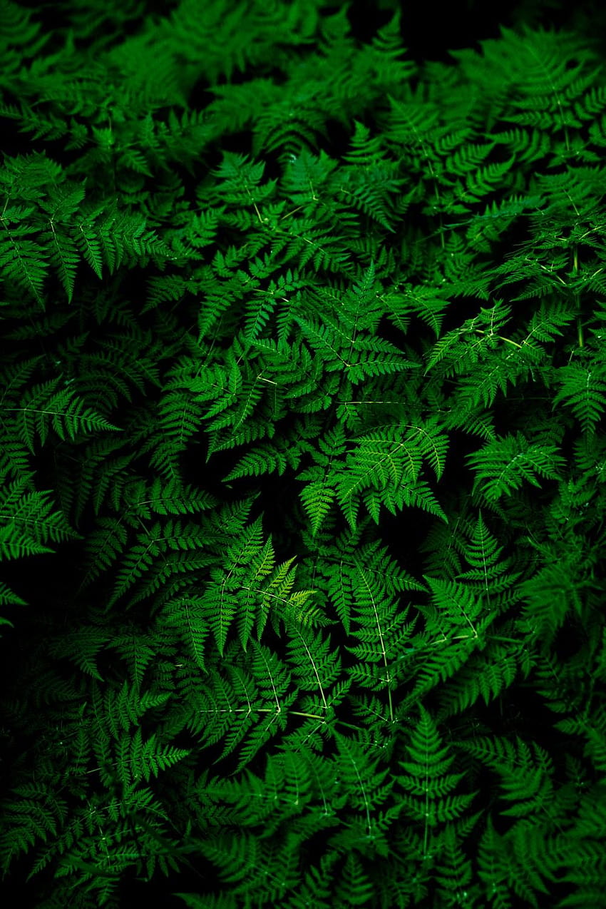 50 Farn [], grünes Farnblatt HD-Handy-Hintergrundbild