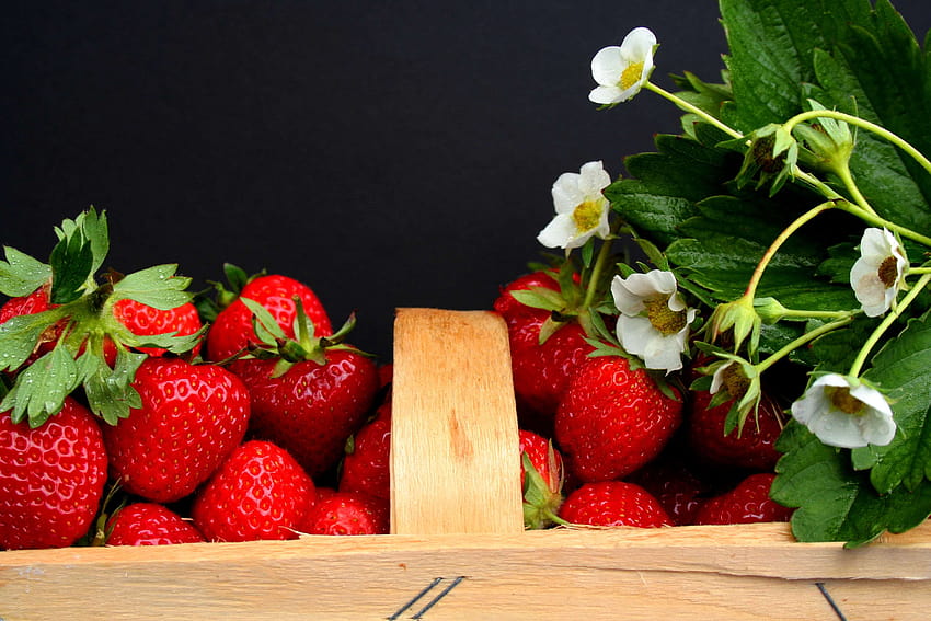3067222 berries, field, flowers, fruit, harvest time, harvested, flowers and berries HD wallpaper