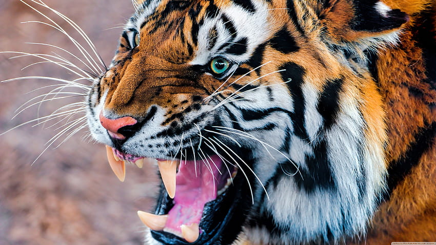 Snarling Tiger ❤ para Ultra TV • Tigre siberiano largo papel de parede HD