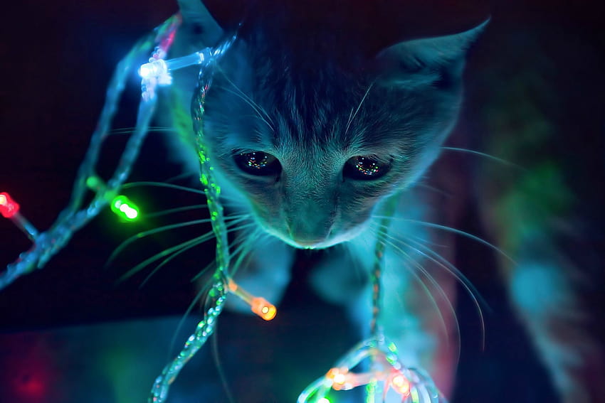 Cat neon lights macro / and Mobile Backgrounds HD wallpaper | Pxfuel