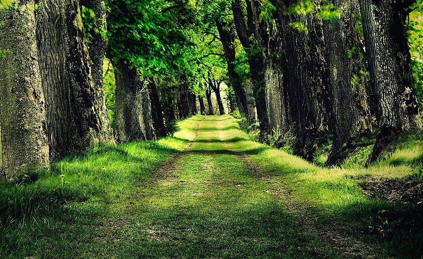 Forests: Grass Nature Path Follow Color Colour Following Green, green forest trees HD wallpaper