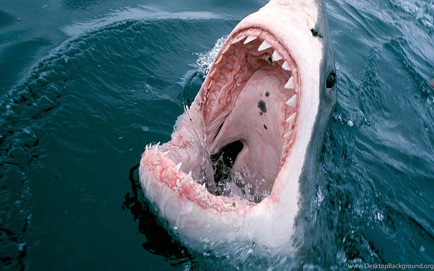 Gran boca de tiburón blanco, 1920x1080 y s de stock fondo de pantalla