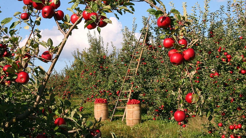 Apple Trees Garden, Gartenbau HD-Hintergrundbild