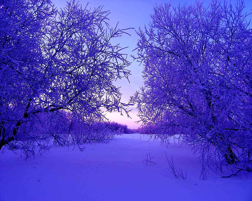 : Güneş ışığı, Ağaçlar, peyzaj, doğa, gökyüzü, kar, kış, mor, şube, mavi, buz, akşam, sabah, don, atmosfer, çiçek, Bahar, Zing, ağaç, şafak, gündüz, dal, bilgisayar, ekosistem, Olgu , kar yığınları 1280x1024, kış mor buz HD duvar kağıdı