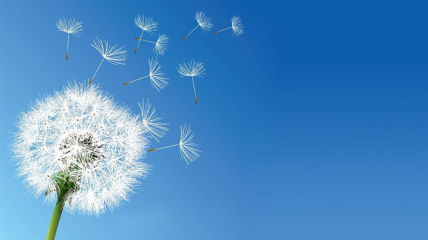 nature, Flowers, Dandelion, Clear Sky / and HD wallpaper