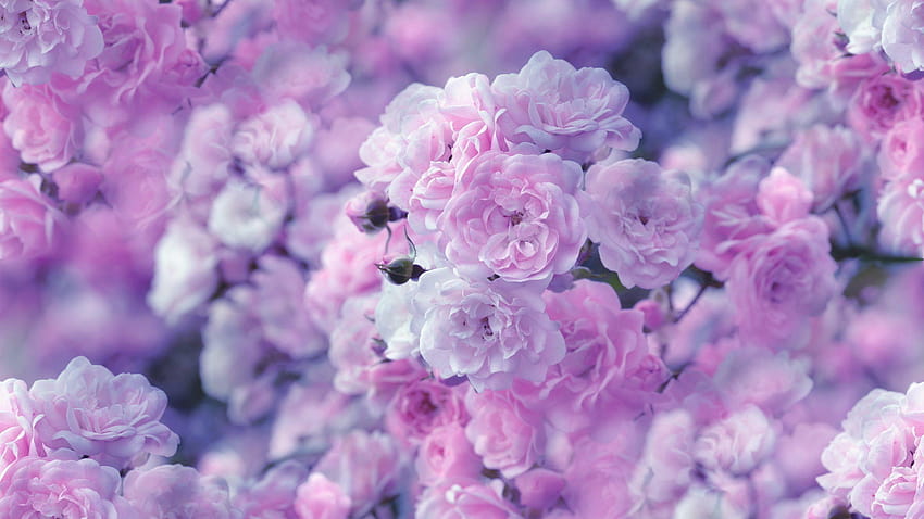 Pin di, bunga lilac merah muda Wallpaper HD
