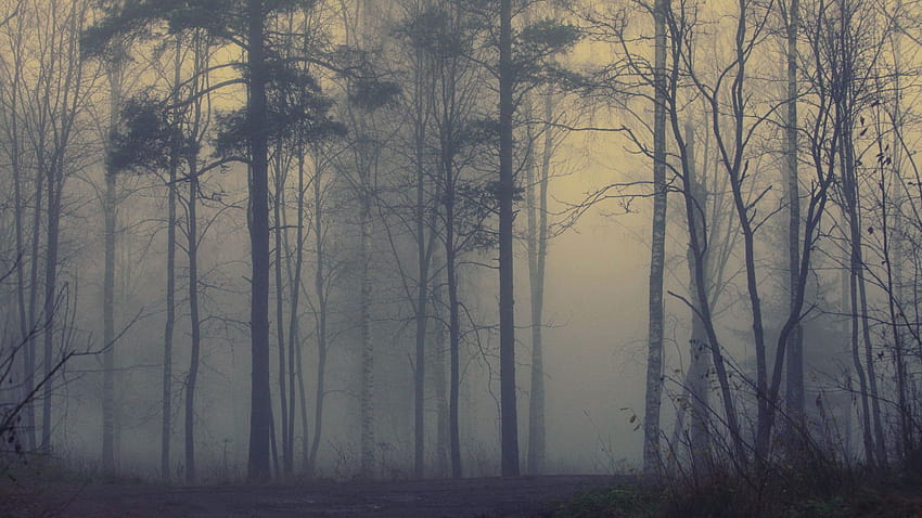 Forest , Foggy forest, rainy foggy forest HD wallpaper
