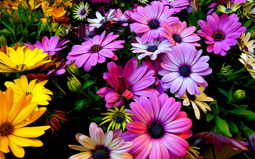 Bunga Daisy Kuning Ungu, bunga ungu Wallpaper HD