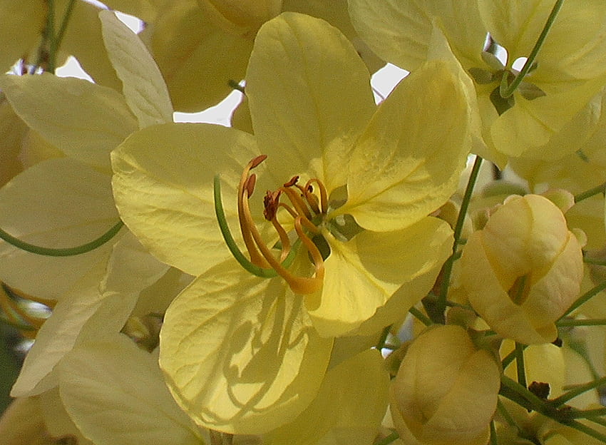 Golden tree, cassia fistula HD wallpaper