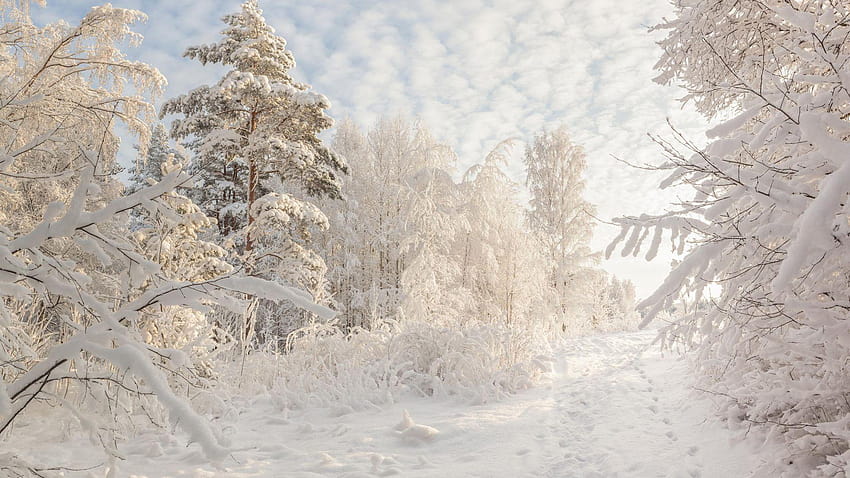 natureza, estações do ano, paisagem de inverno papel de parede HD