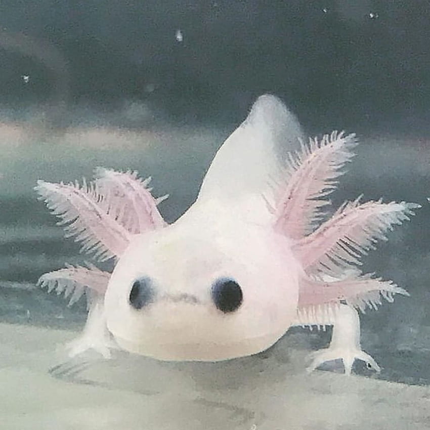 Dieser kleine Baby-Axolotl sieht so süß aus HD-Handy-Hintergrundbild
