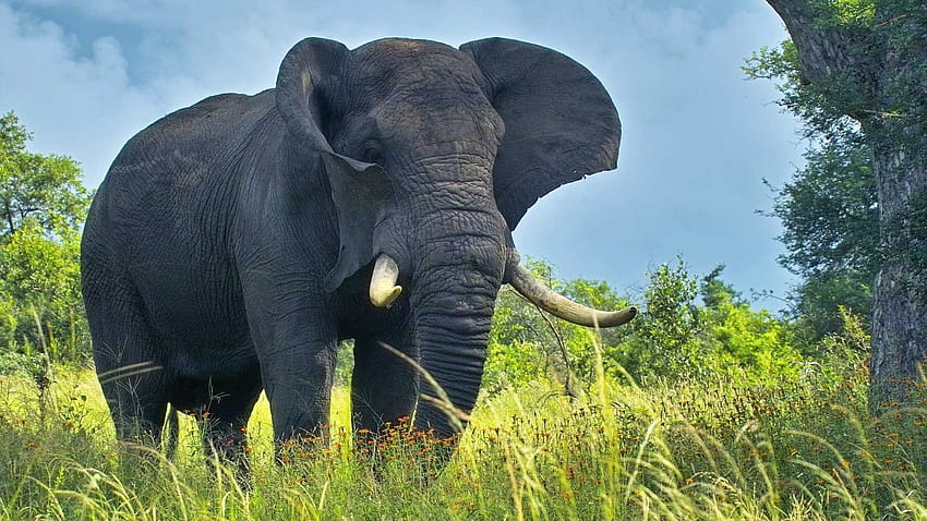 Elephant Of Cute Elephant Top 20, indian elephant HD wallpaper