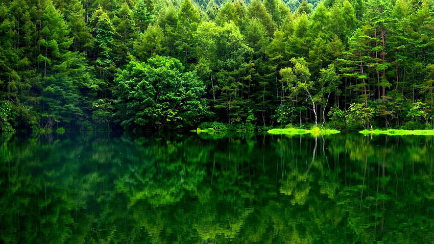 Waldgrün, ästhetischer grüner Wald HD-Hintergrundbild