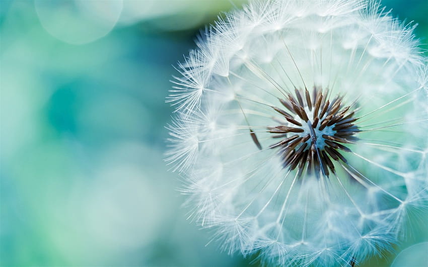 dandelion backgrounds retail therapy parkdale [1280x800] for your , Mobile & Tablet HD wallpaper